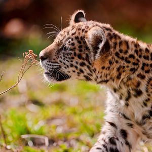 Preview wallpaper jaguar, cub, eyes, grass, walk