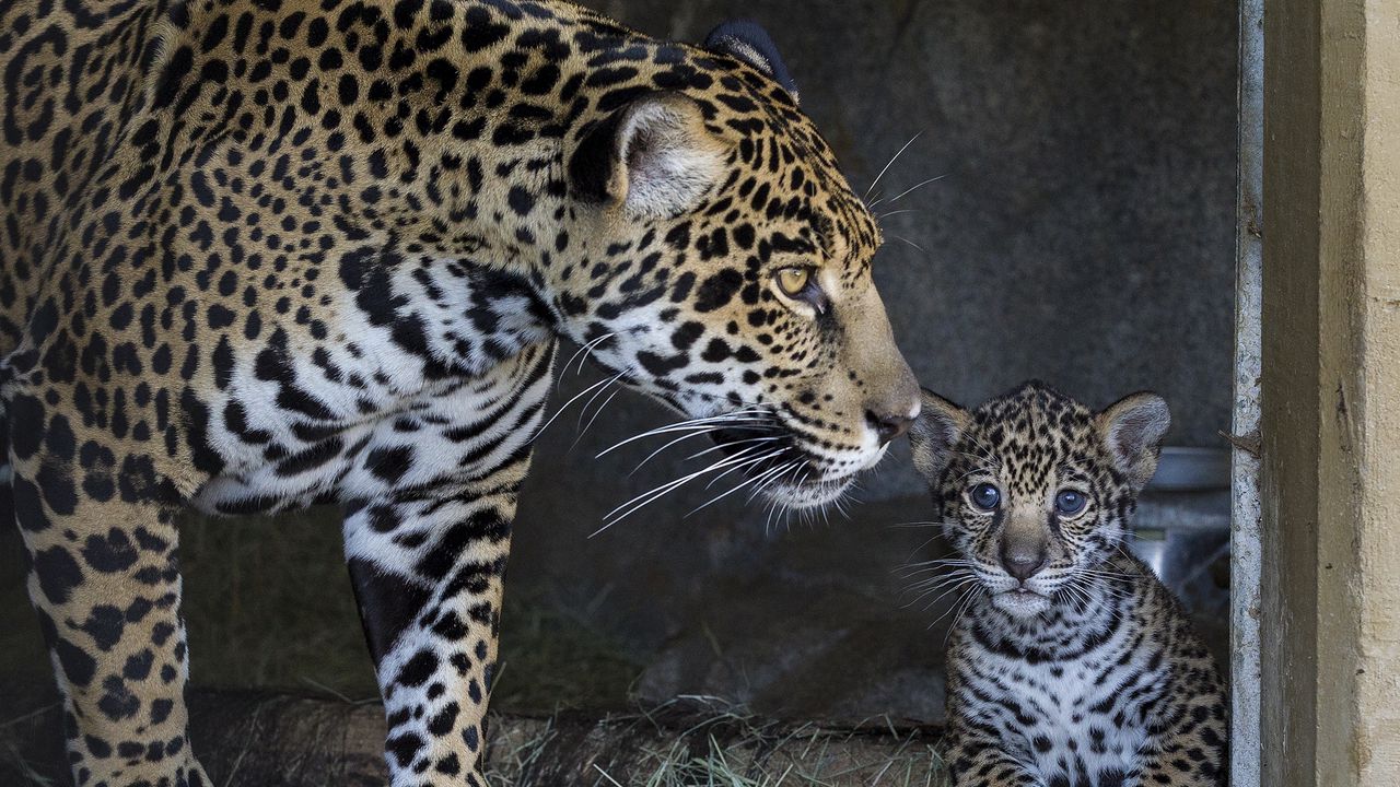 Wallpaper jaguar, cub, mother, caring