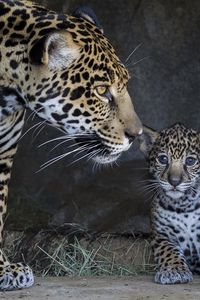 Preview wallpaper jaguar, cub, mother, caring