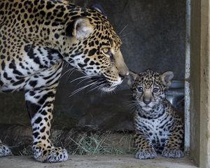 Preview wallpaper jaguar, cub, mother, caring