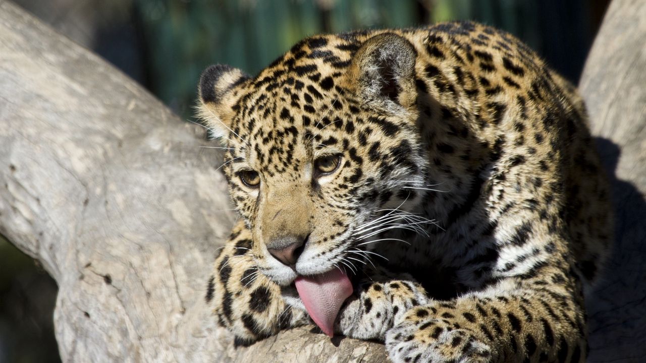 Wallpaper jaguar cub, wild cat, washes