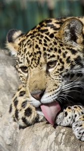 Preview wallpaper jaguar cub, wild cat, washes