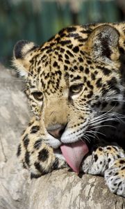 Preview wallpaper jaguar cub, wild cat, washes