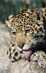 Preview wallpaper jaguar cub, wild cat, washes