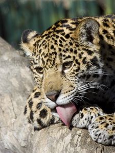 Preview wallpaper jaguar cub, wild cat, washes