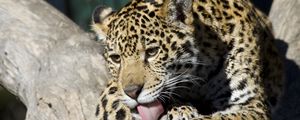 Preview wallpaper jaguar cub, wild cat, washes