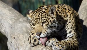 Preview wallpaper jaguar cub, wild cat, washes