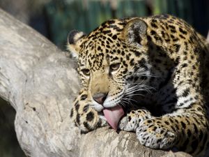 Preview wallpaper jaguar cub, wild cat, washes