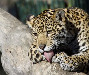 Preview wallpaper jaguar cub, wild cat, washes