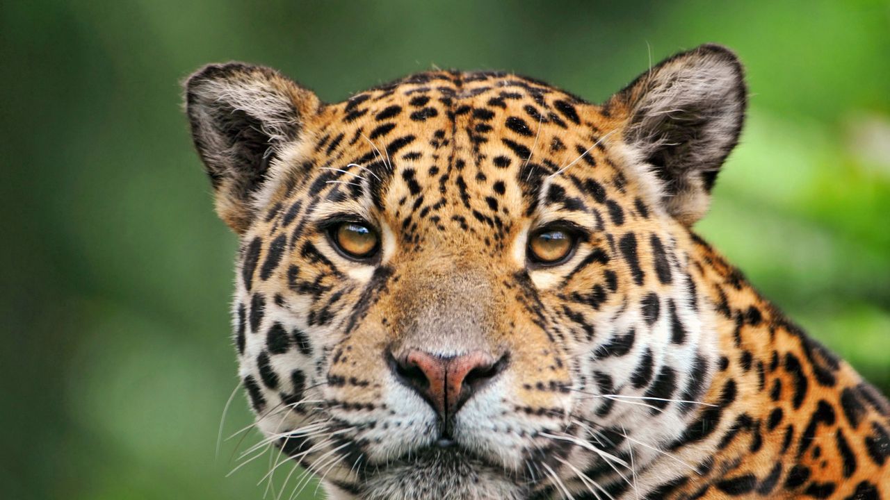 Wallpaper jaguar, face, color