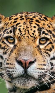 Preview wallpaper jaguar, face, color
