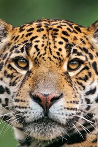 Preview wallpaper jaguar, face, color