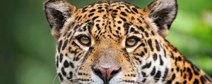 Preview wallpaper jaguar, face, color