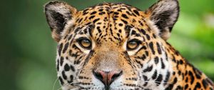 Preview wallpaper jaguar, face, color