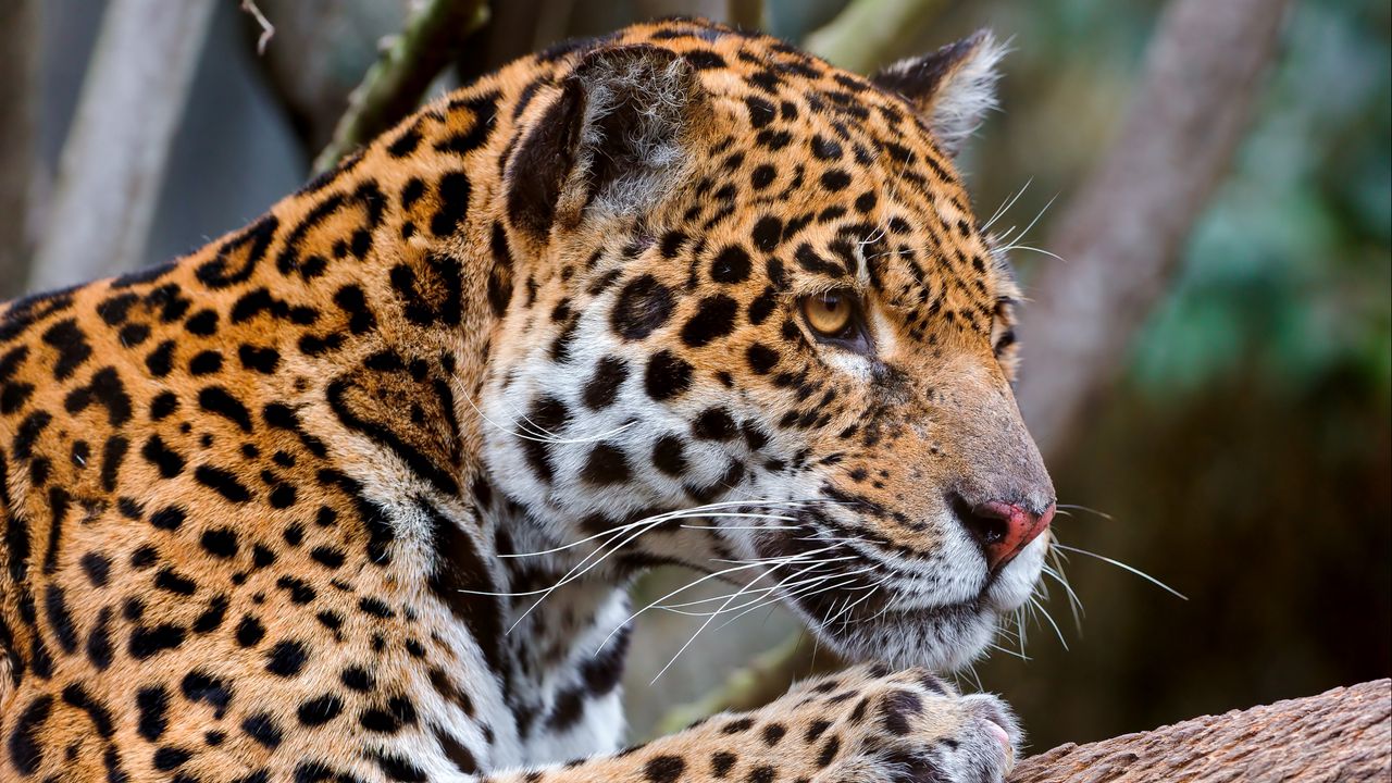Wallpaper jaguar, face, predator, big cat