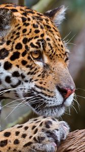 Preview wallpaper jaguar, face, predator, big cat