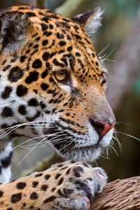 Preview wallpaper jaguar, face, predator, big cat