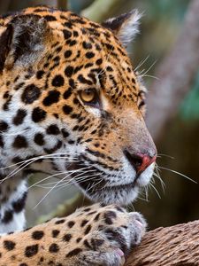 Preview wallpaper jaguar, face, predator, big cat