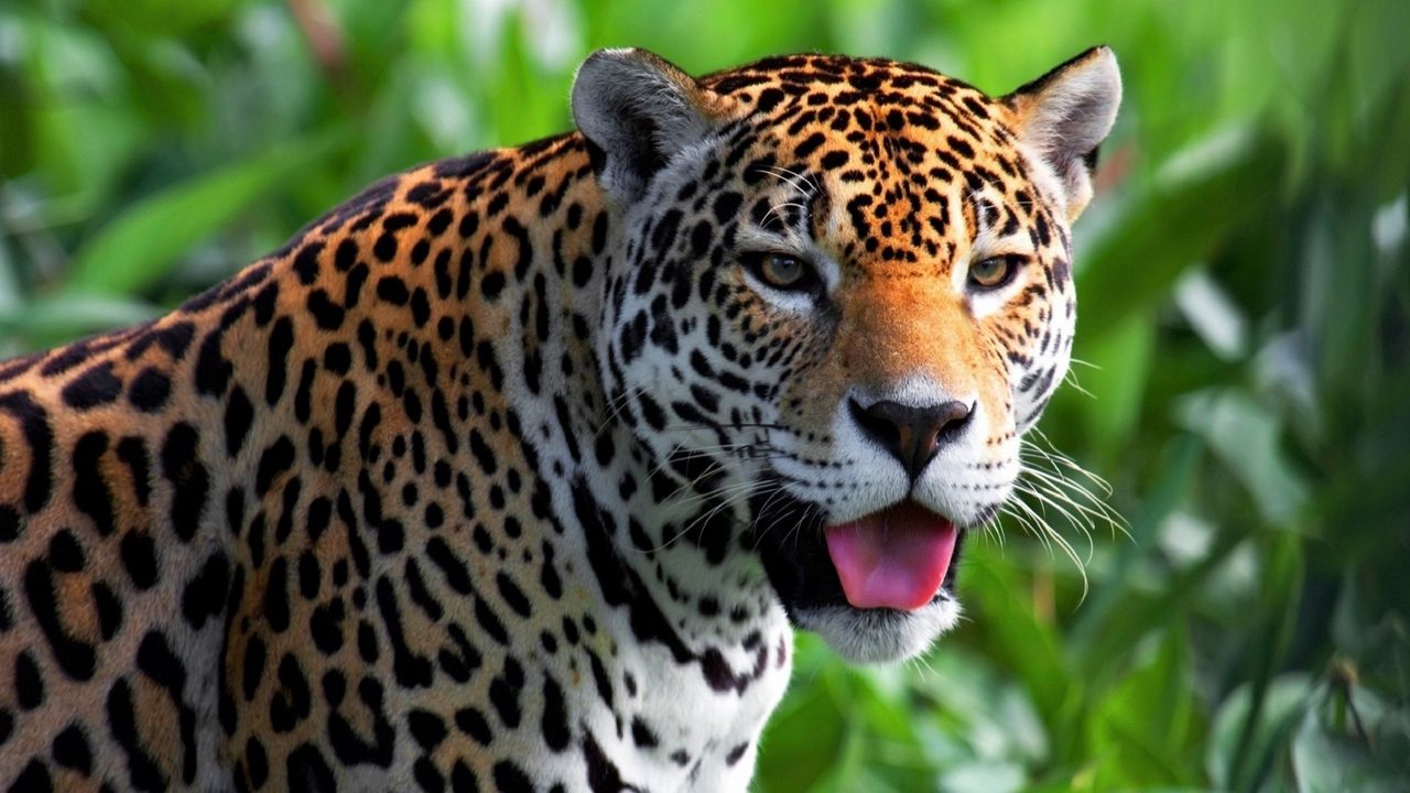 Wallpaper jaguar, face, predator, eyes