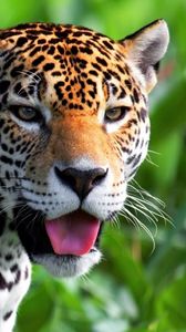 Preview wallpaper jaguar, face, predator, eyes