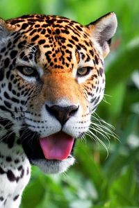 Preview wallpaper jaguar, face, predator, eyes