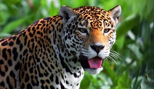 Preview wallpaper jaguar, face, predator, eyes