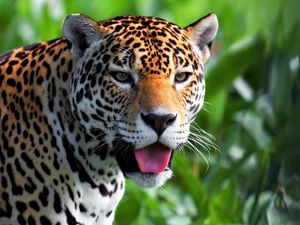 Preview wallpaper jaguar, face, predator, eyes