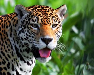 Preview wallpaper jaguar, face, predator, eyes