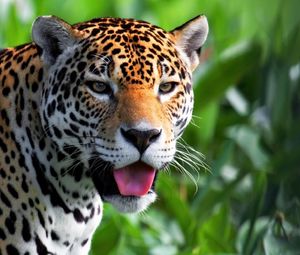 Preview wallpaper jaguar, face, predator, eyes