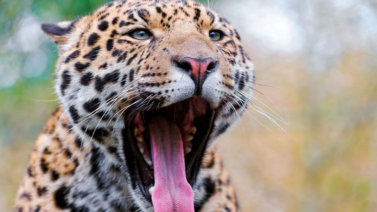 Wallpaper jaguar, face, teeth, spots, big cat, predator