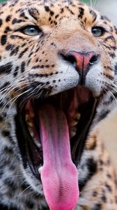 Preview wallpaper jaguar, face, teeth, spots, big cat, predator