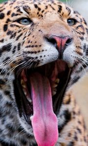 Preview wallpaper jaguar, face, teeth, spots, big cat, predator