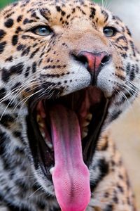 Preview wallpaper jaguar, face, teeth, spots, big cat, predator