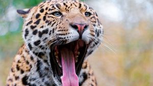 Preview wallpaper jaguar, face, teeth, spots, big cat, predator