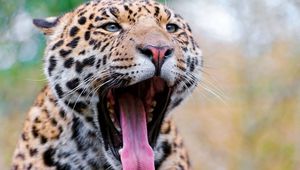 Preview wallpaper jaguar, face, teeth, spots, big cat, predator