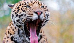 Preview wallpaper jaguar, face, teeth, spots, big cat, predator