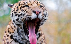 Preview wallpaper jaguar, face, teeth, spots, big cat, predator