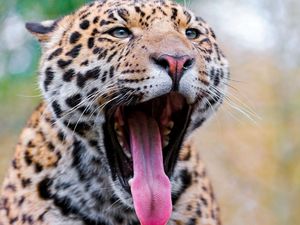 Preview wallpaper jaguar, face, teeth, spots, big cat, predator