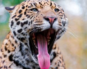 Preview wallpaper jaguar, face, teeth, spots, big cat, predator