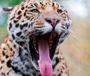 Preview wallpaper jaguar, face, teeth, spots, big cat, predator