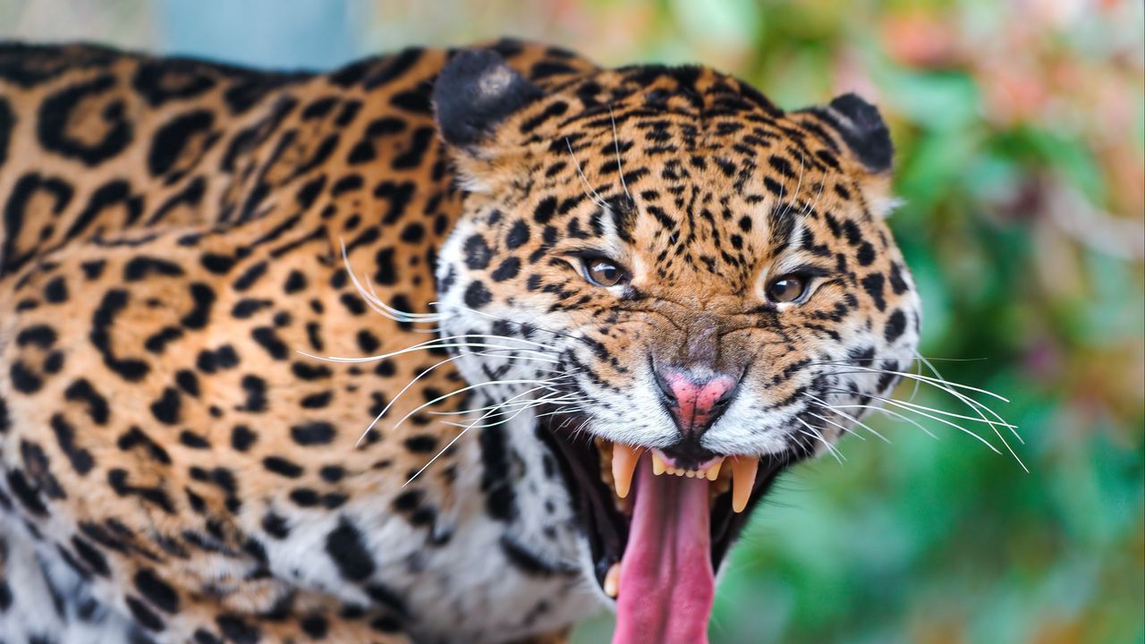 Wallpaper jaguar, face, teeth, predator, big cat