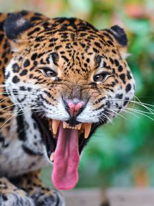 Preview wallpaper jaguar, face, teeth, predator, big cat