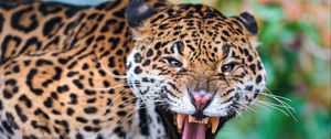 Preview wallpaper jaguar, face, teeth, predator, big cat