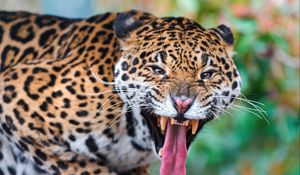 Preview wallpaper jaguar, face, teeth, predator, big cat