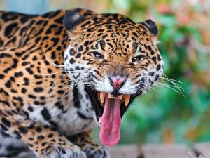 Preview wallpaper jaguar, face, teeth, predator, big cat