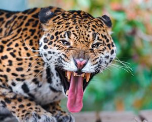 Preview wallpaper jaguar, face, teeth, predator, big cat