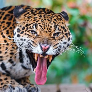 Preview wallpaper jaguar, face, teeth, predator, big cat