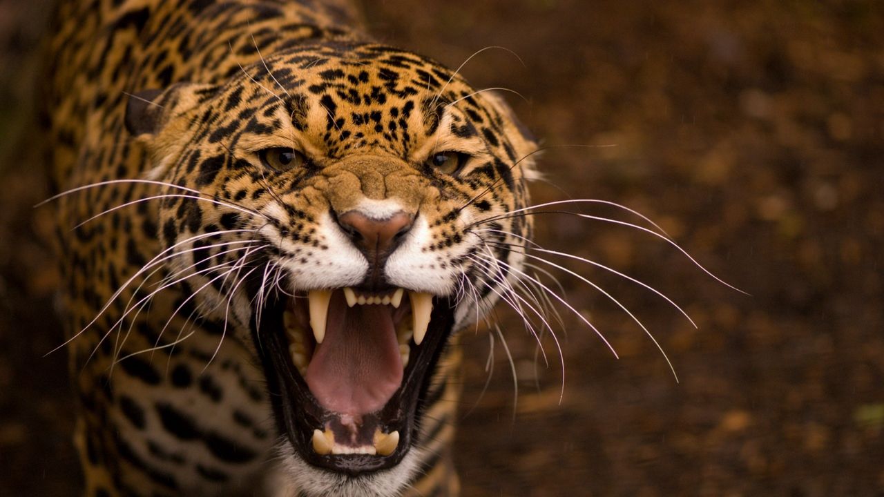 Wallpaper jaguar, face, teeth, anger, aggression, predator