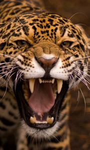 Preview wallpaper jaguar, face, teeth, anger, aggression, predator