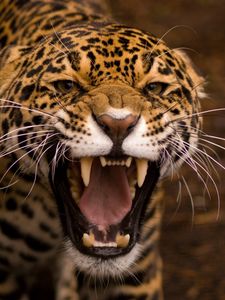 Preview wallpaper jaguar, face, teeth, anger, aggression, predator